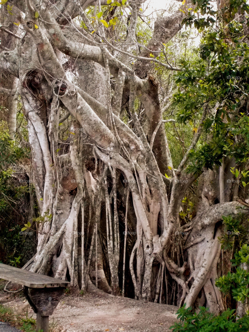Tall winding tree. Everglades 