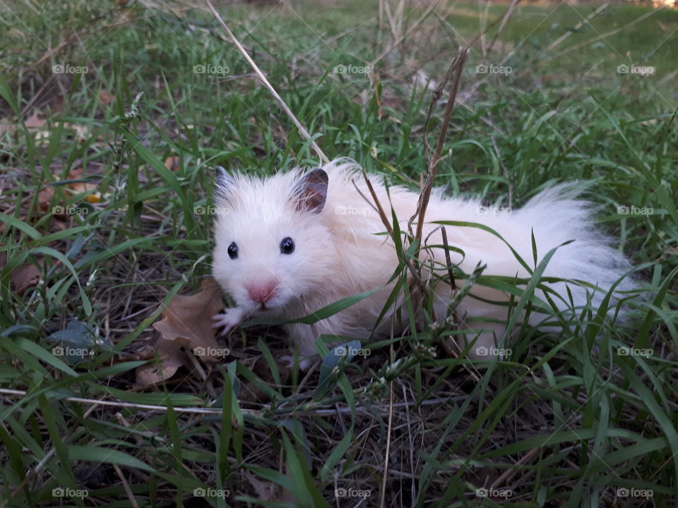 Hamster in the grass