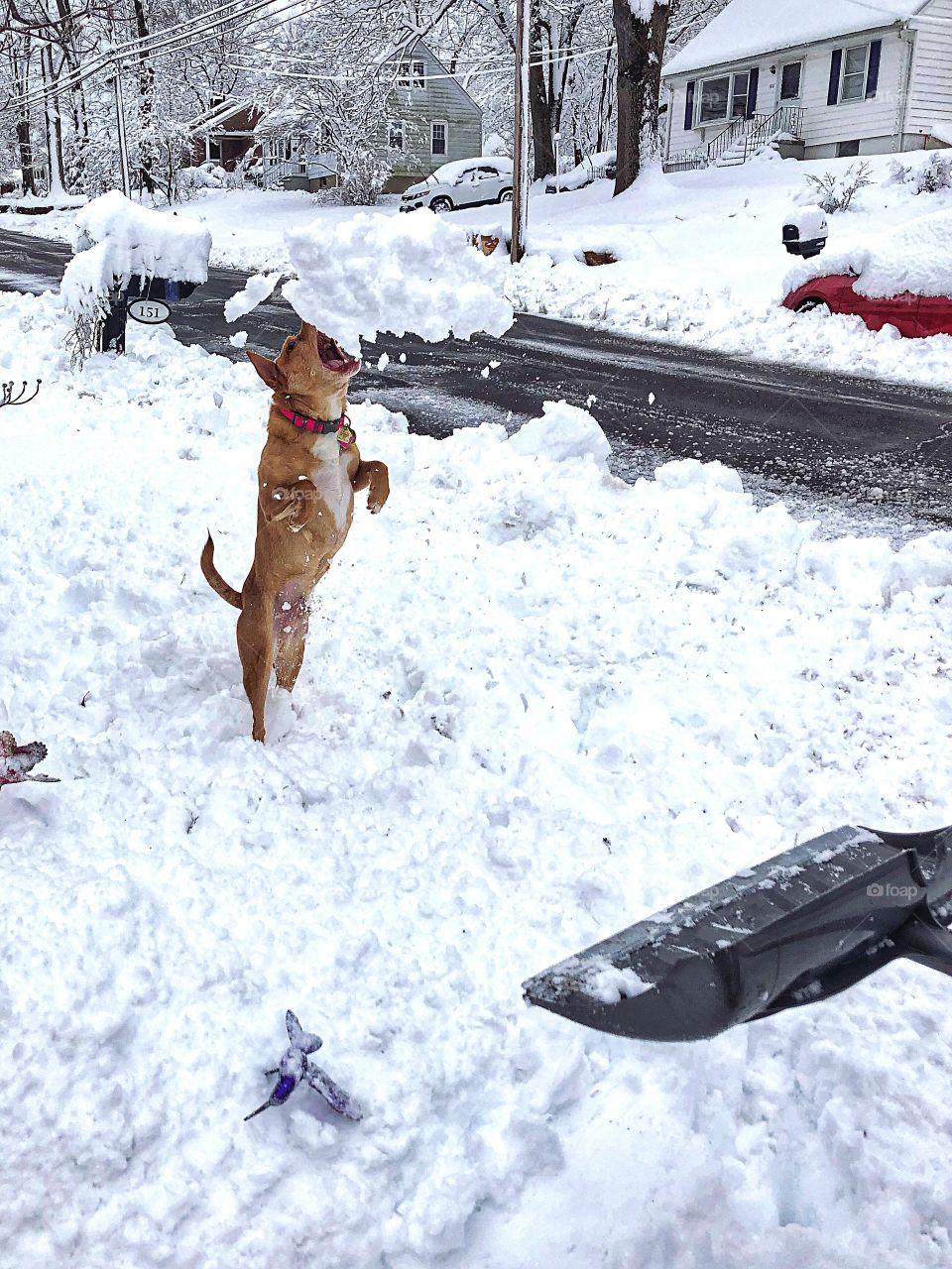 Knox loves the snow 