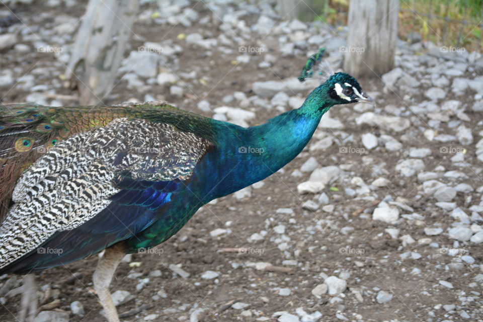 Peacock