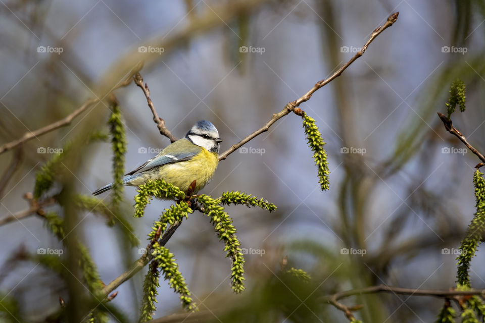 A portrait of a blue tit sitting on a branch in a forest.