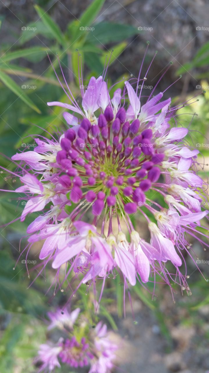 Purple Thistle