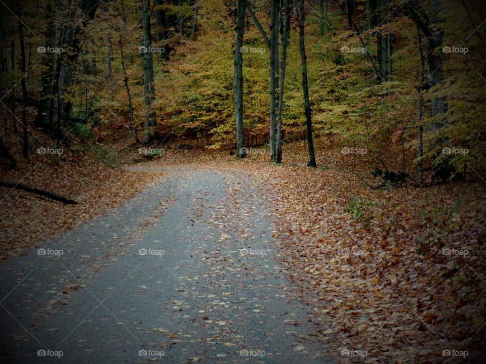 Northern Michigan 