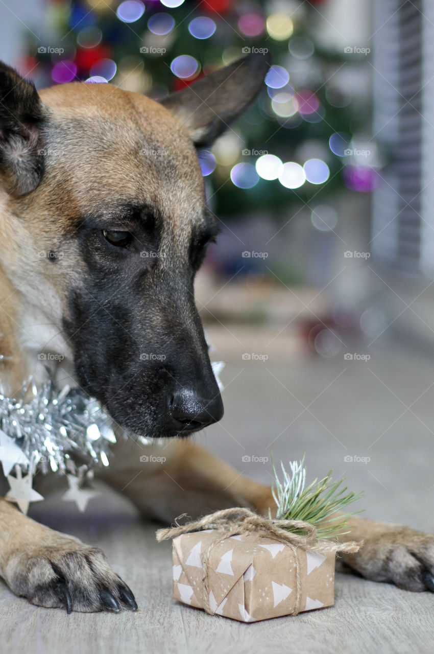 Holidays malinois