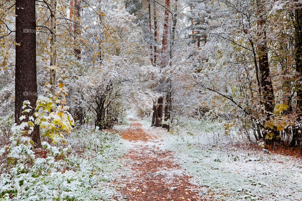 First snow in a park