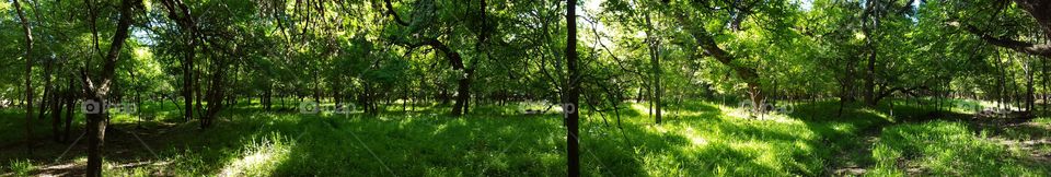 Panoramic of Forest