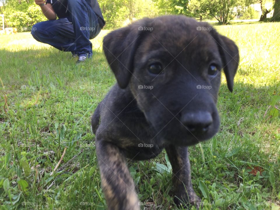 My handsome man bruiser, such a cute little puppy! 