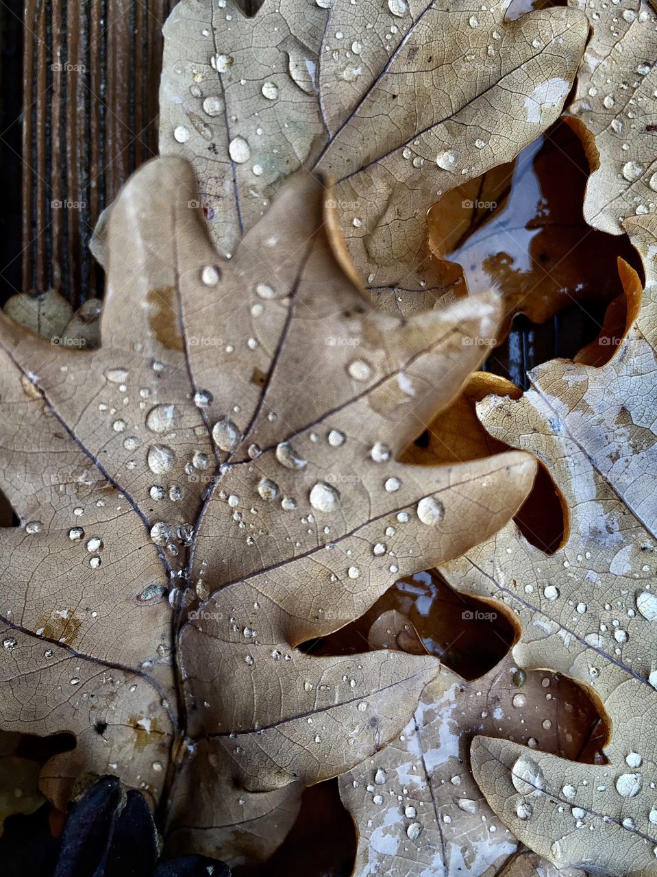 Water drop on dry maple leaf