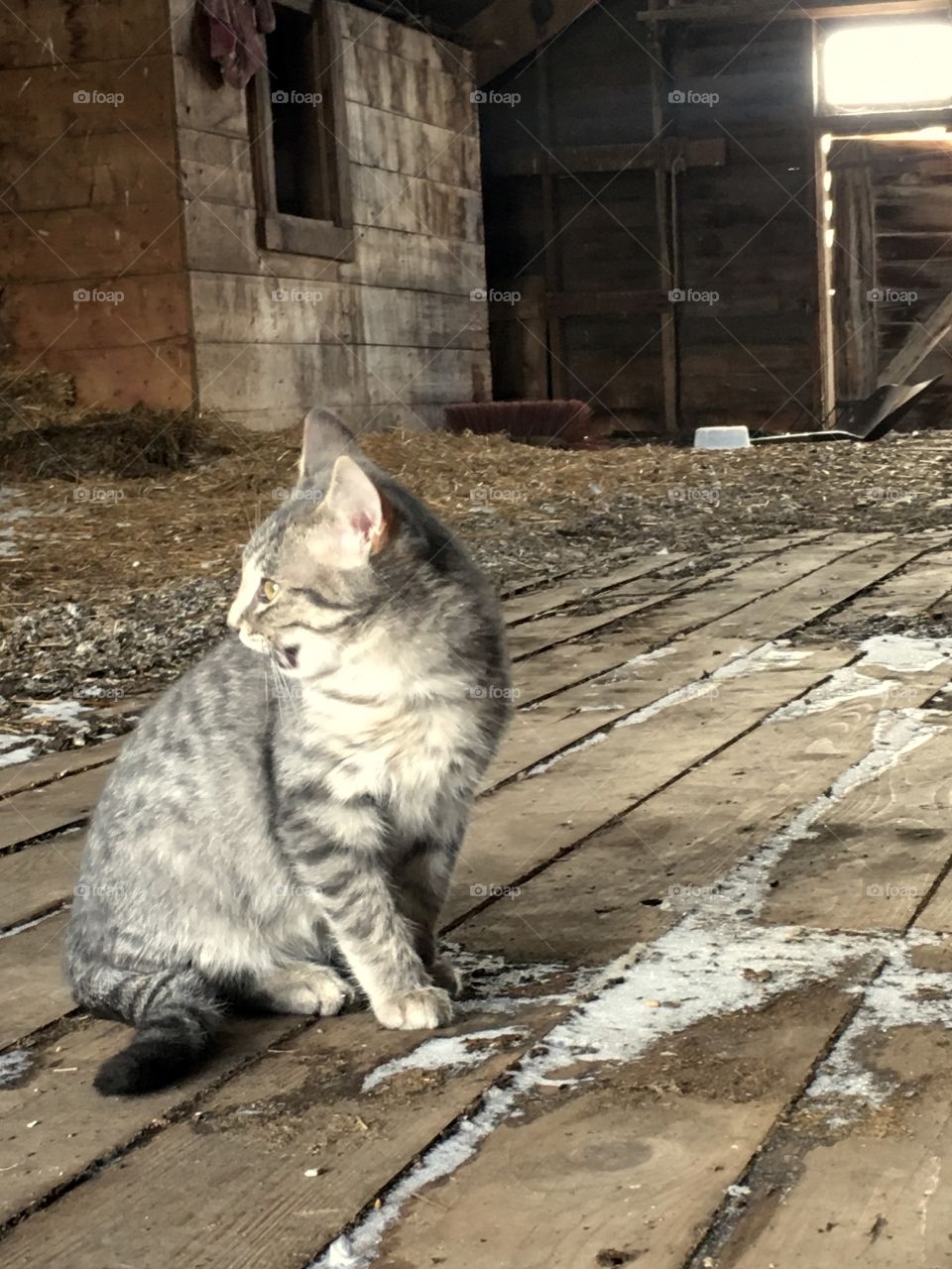 Cat in the big old grey barn