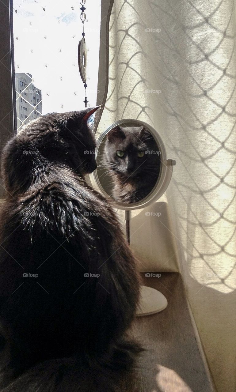 Cat in the mirror