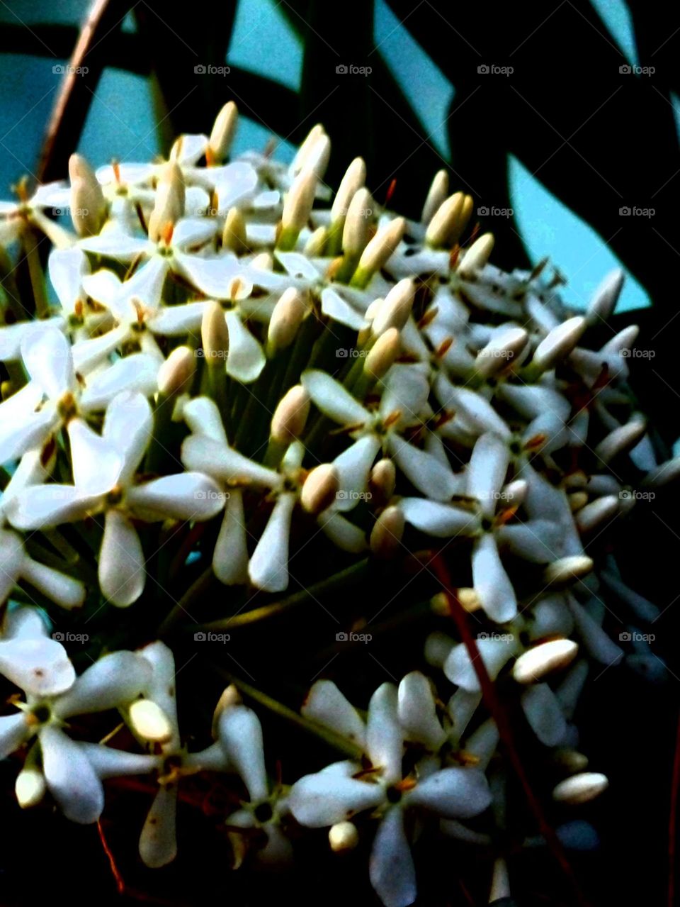 naturelove, white flowers, white love, flowers lover, drak background