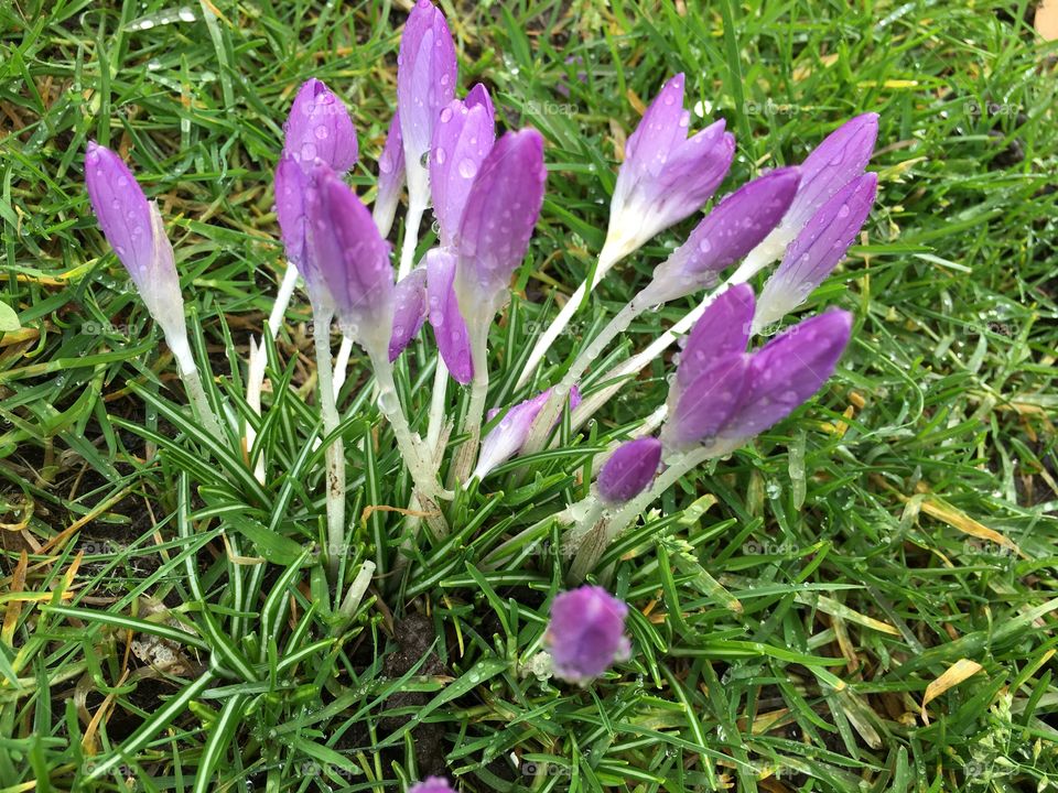 Raindrop on purple crocus flower