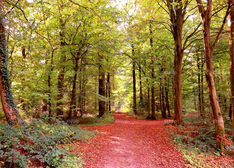 Scenic view of forest road