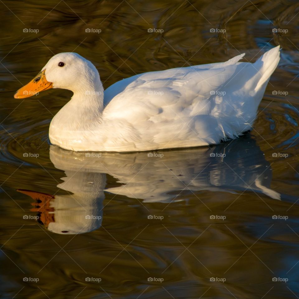 This beautiful white swan wades peacefully in the pond in the park. The ripples distort the swans reflection in the water. 