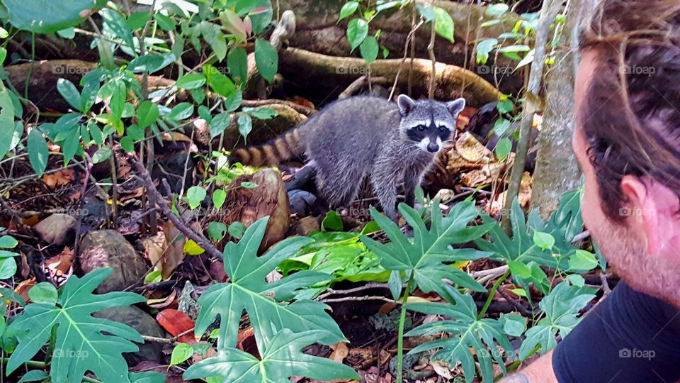 Encountering a wild racoon in cahuita national park Costa Rica