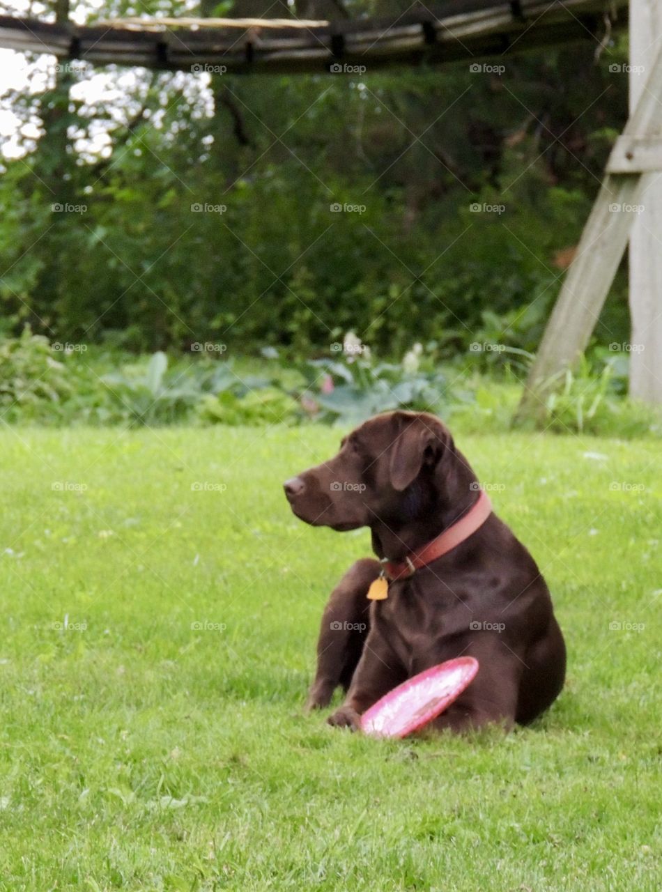 Chocolate lab in a grassy yard with a frisbee