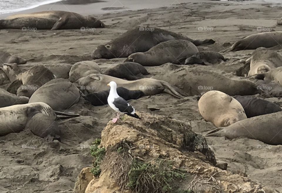 Elephant seals rookery at Las Piedras beach, near San Simeon, California. 