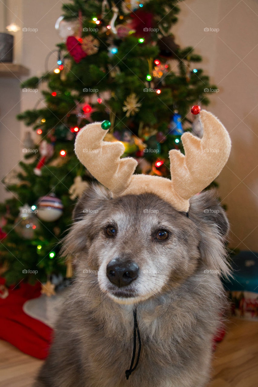 Santas reindeer dog 