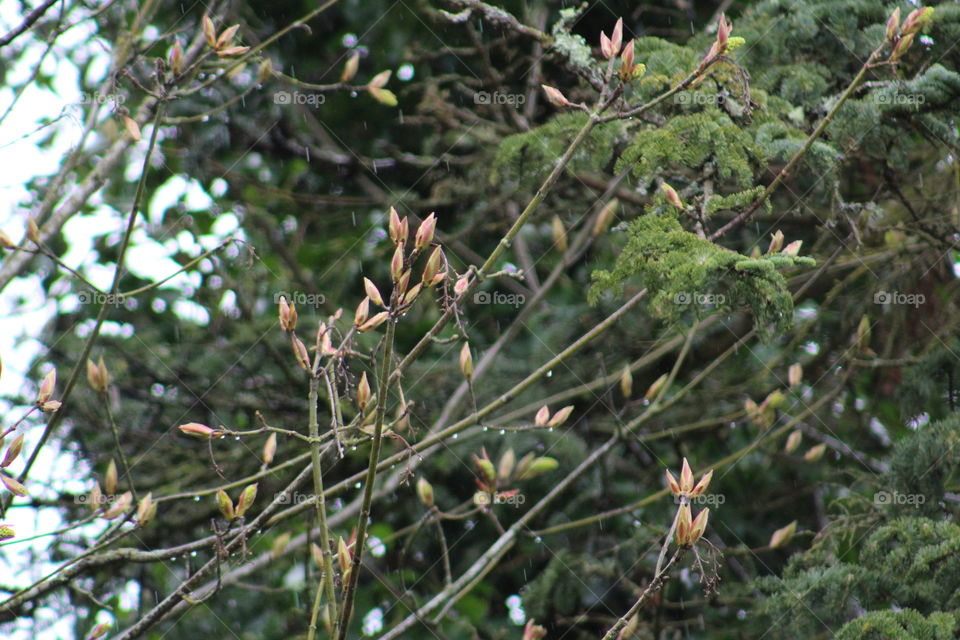 springy sprouts