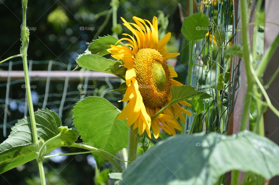 Happy sunflower!