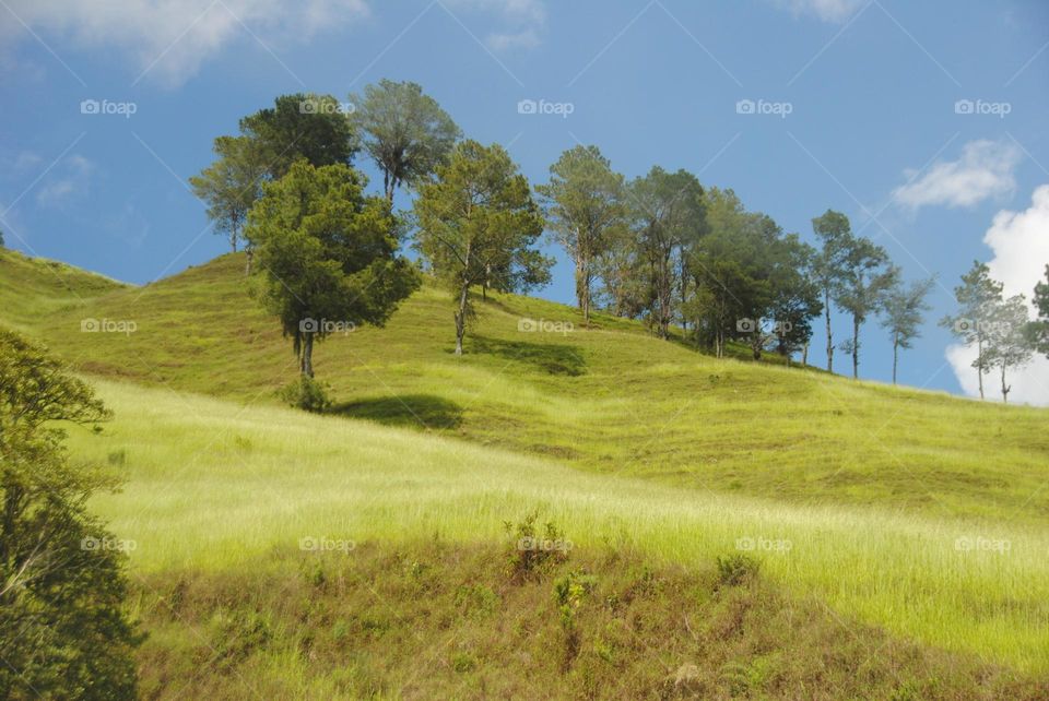 Around the trees 🌳