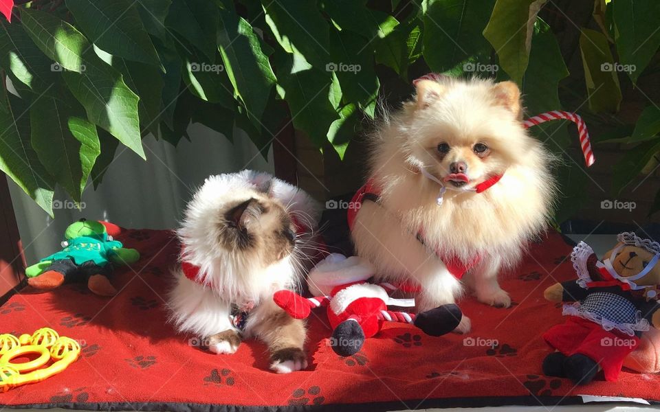 Our Pets with Christmas Santa Clothes in cheltenham Melbourne Australia 