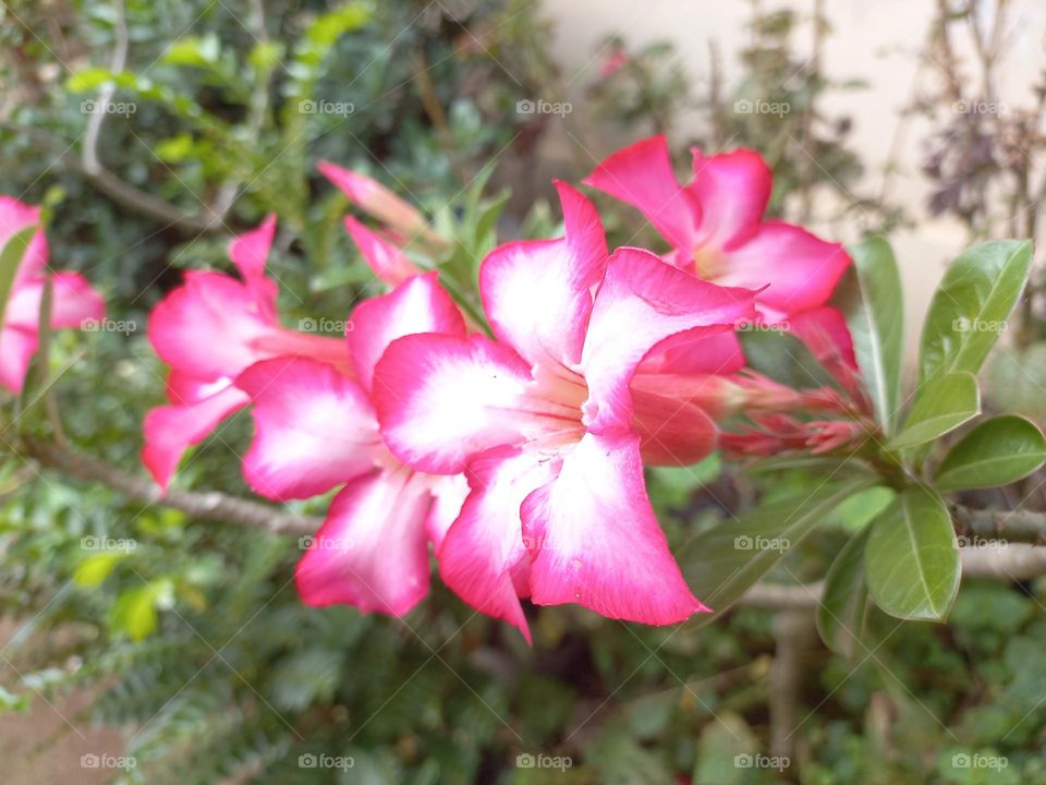 Adenium obesum ornamental plant species, the stem is large, the bottom resembles a tuber