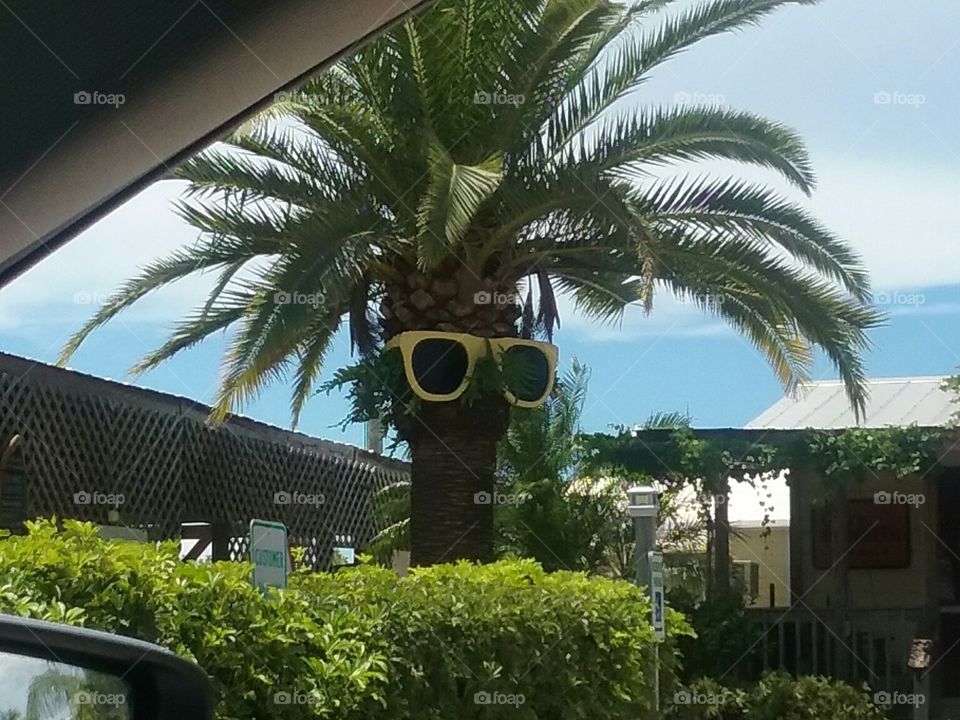 Sunglasses on a tree welcoming us on our Florida vacation.