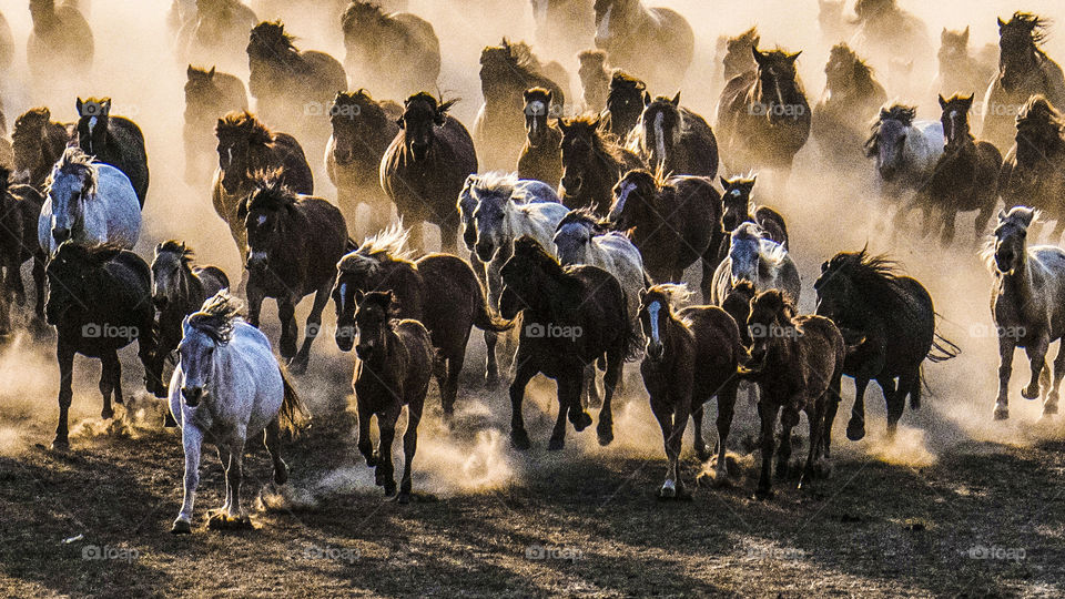 horses running in the river