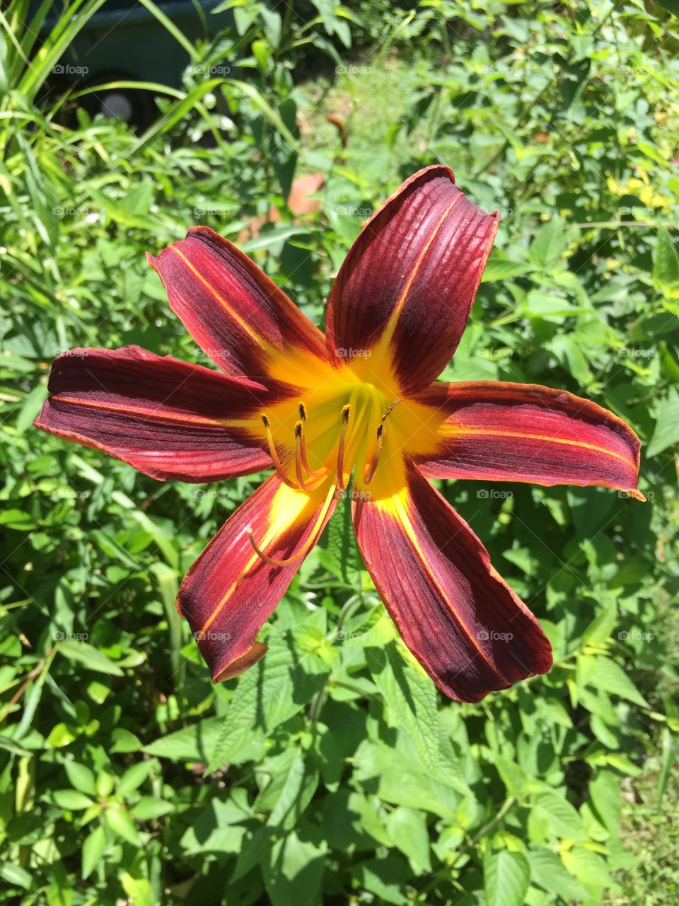 Red spider variant daylily