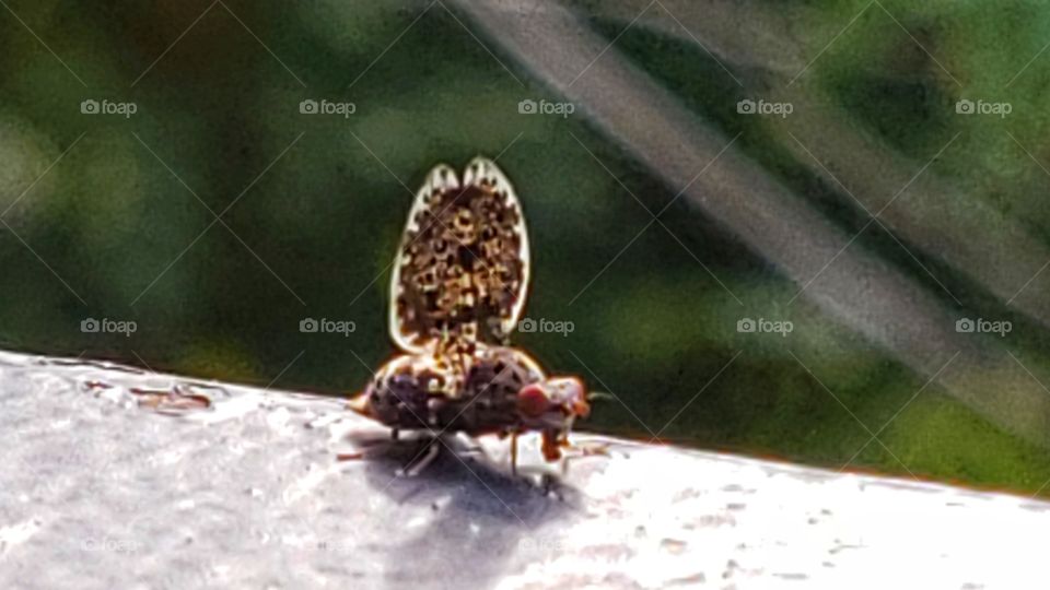 A small arthropod animal.