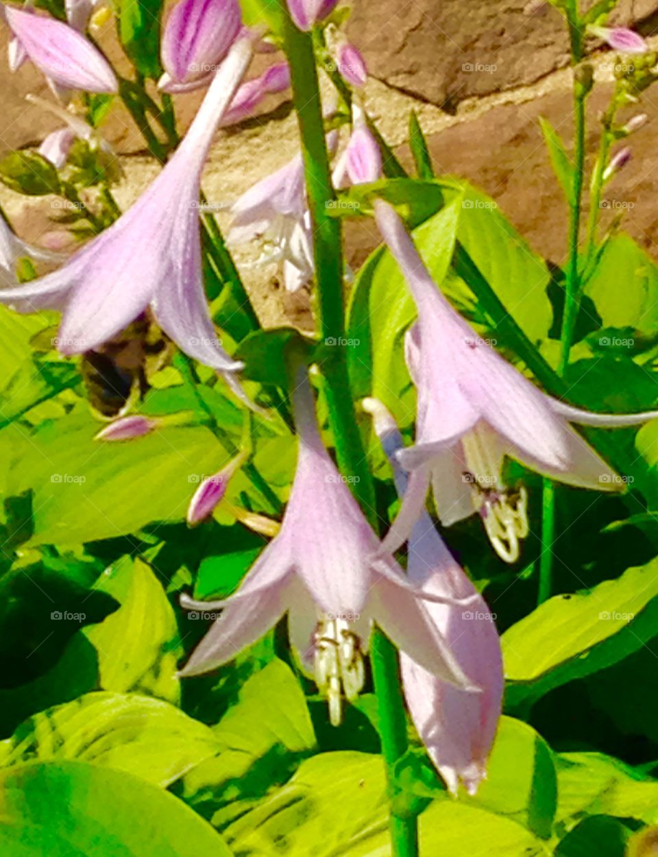 Nature, No Person, Leaf, Flower, Flora