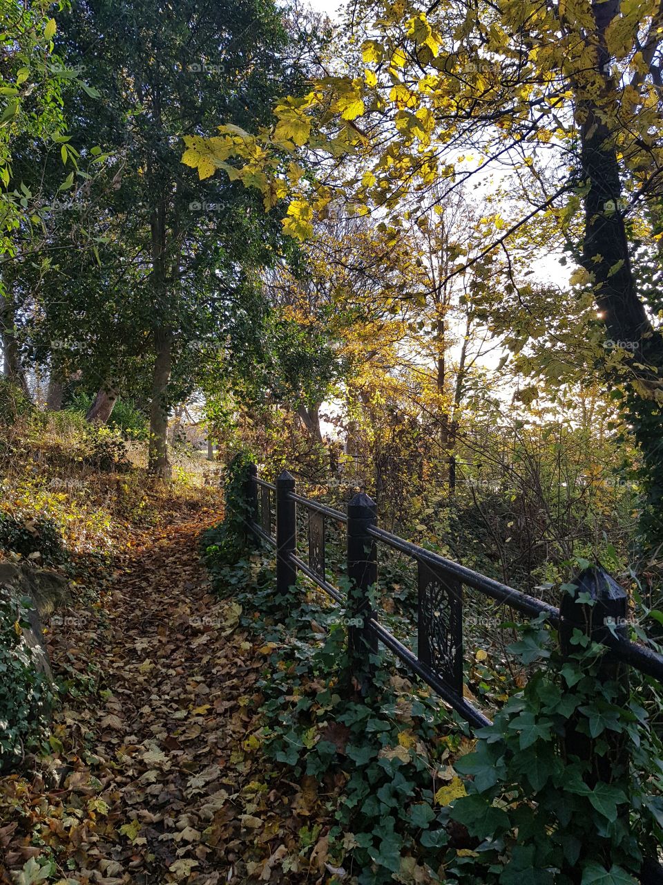 Leaf covered path on a cold autumn morning