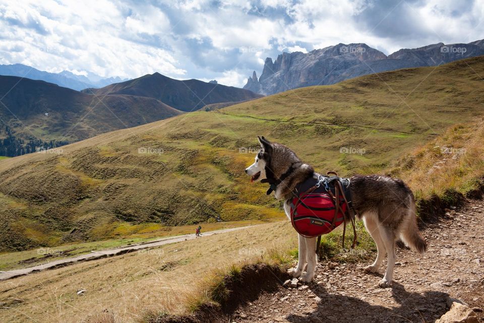 Well equipped dog hiking 