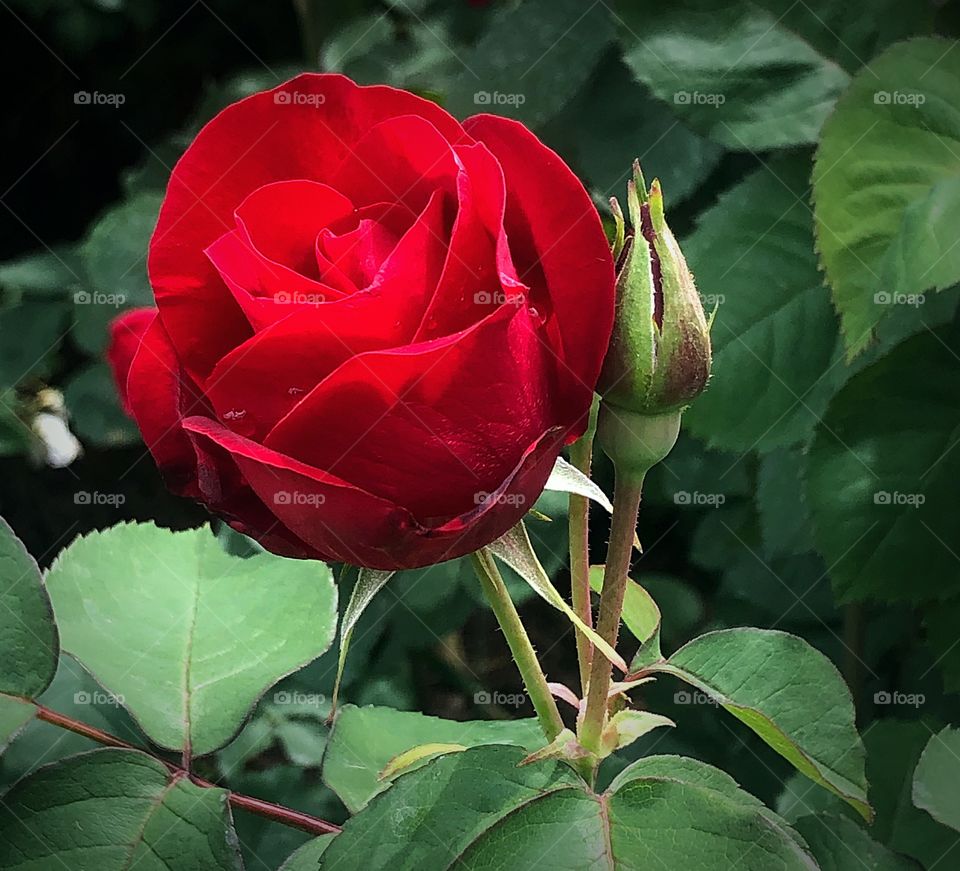 Red rose bud 