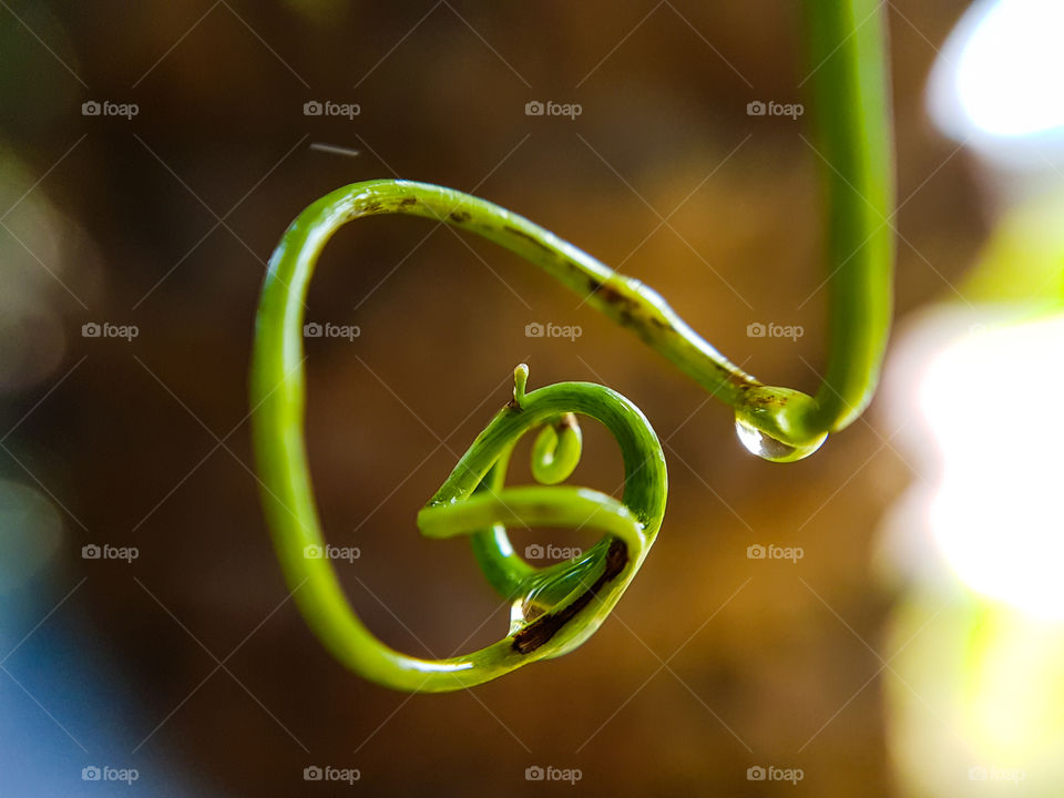 closeup of vine after rain