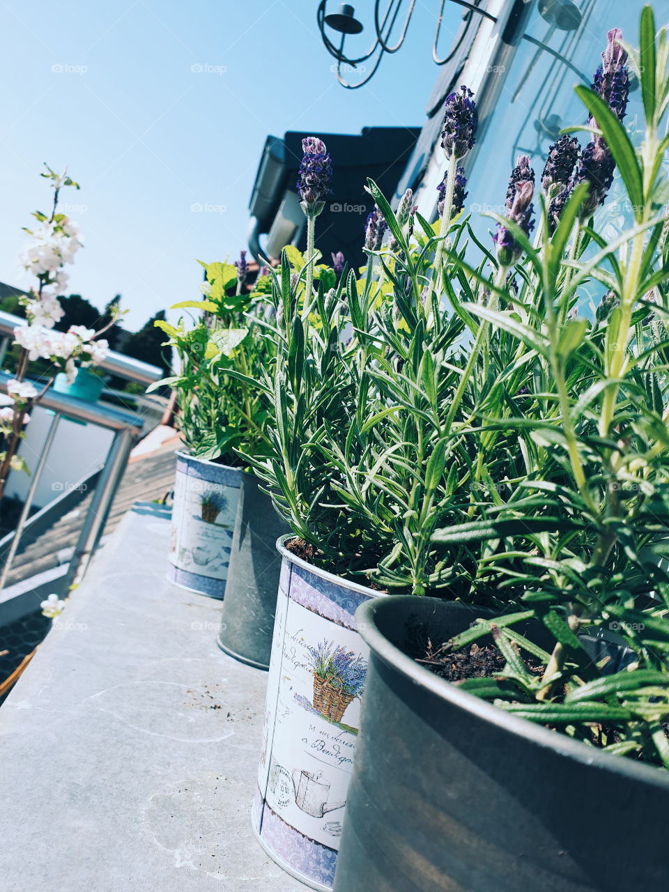 Herbs on my balcony