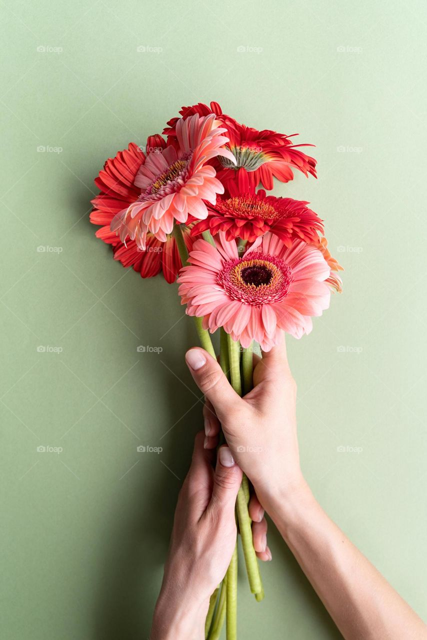 Gerberas