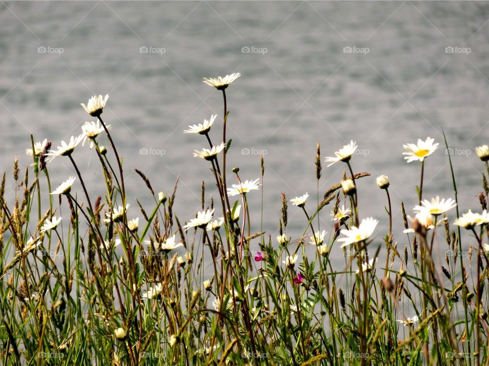 daisies in the wind 