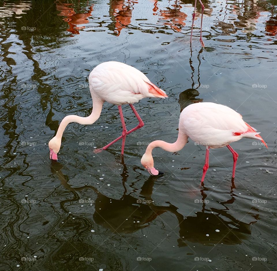 Pair of flamingos standing in water while drinking.