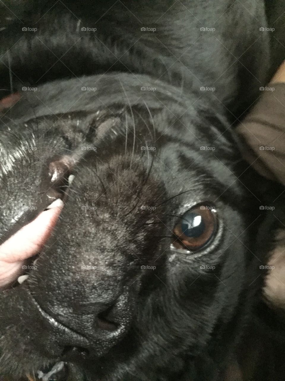 Close Up of Smiling Black Pug Dog at Angle with Tongue