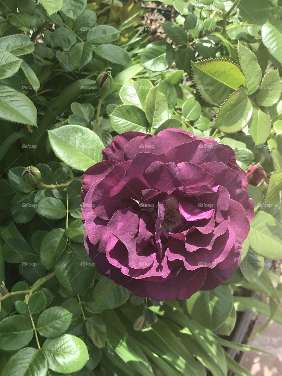 Purple rose 