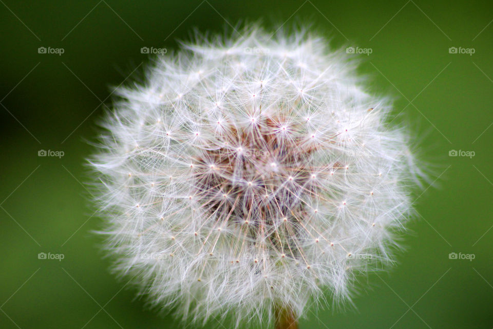 dandelion