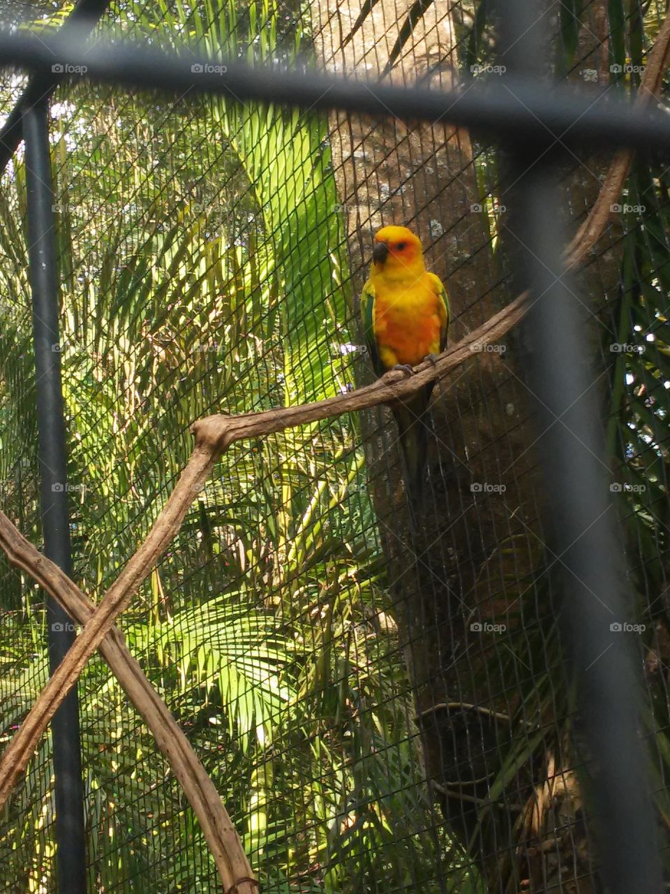 pássaro, periquito, pássaro laranja
