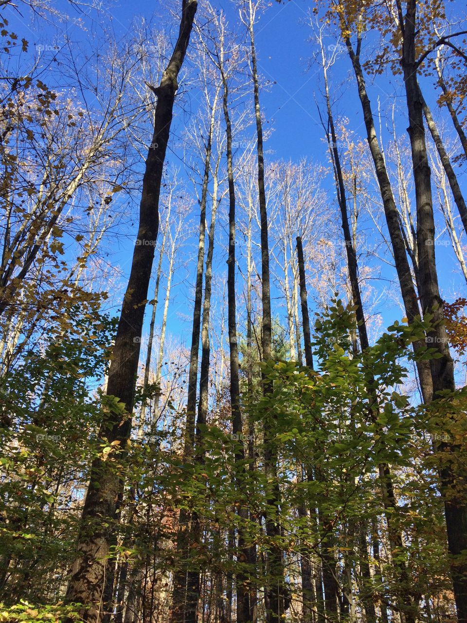 Sunny day in the forest