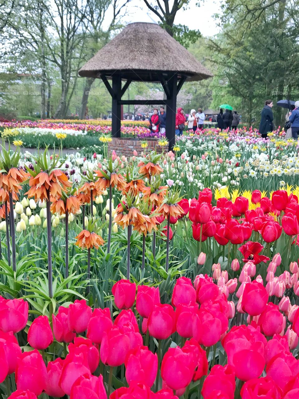 Colourful tulips in Keukenhof garden, Holland