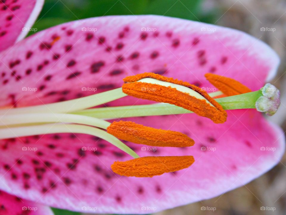 Close Up of a colorful Pink Spotted Lily blossom with its anthers covered in pollen