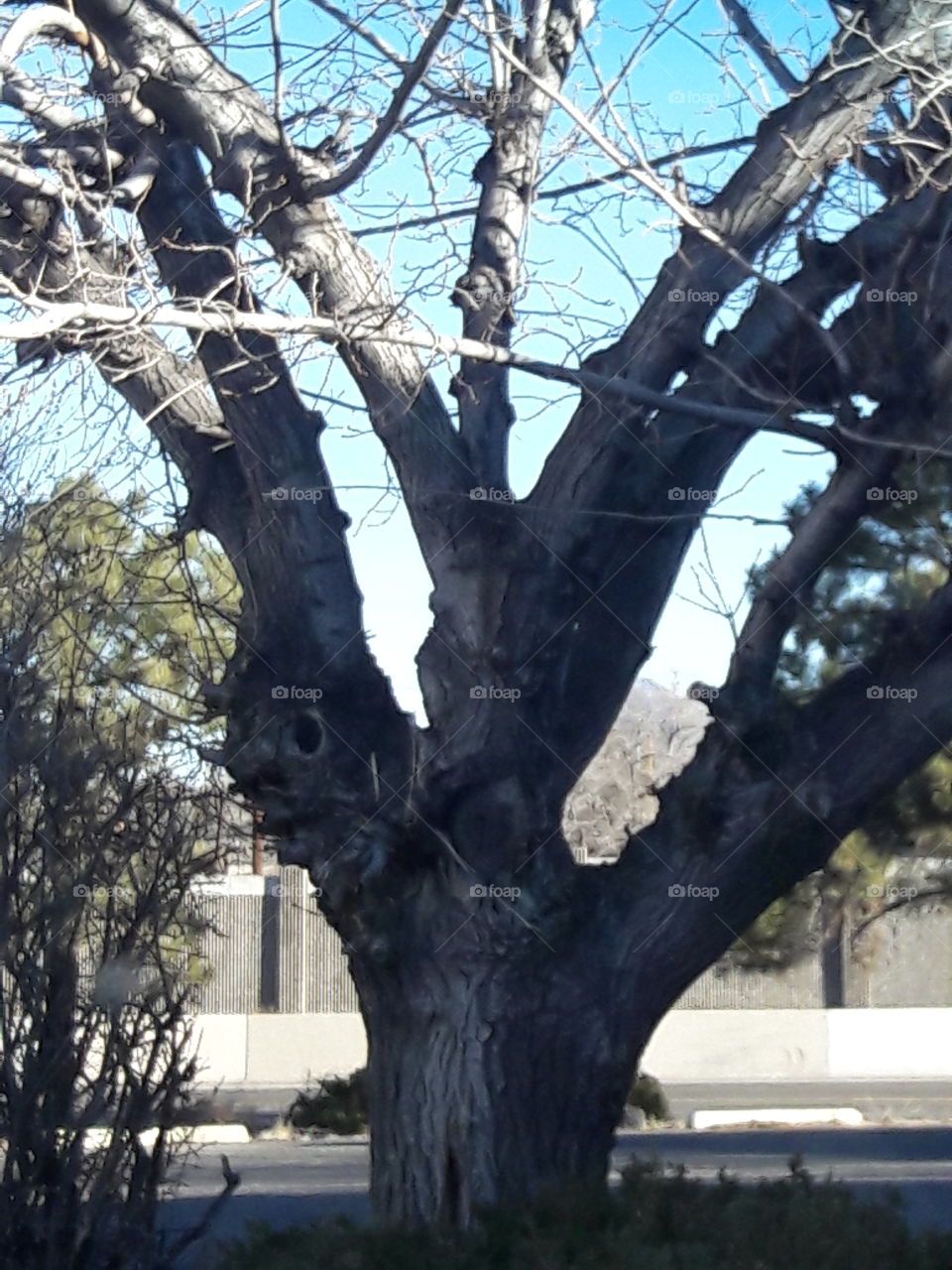 Tree Spirits