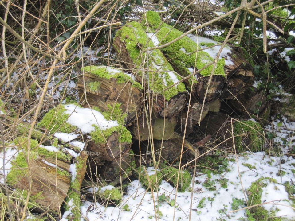 Snow And Moss On Logs