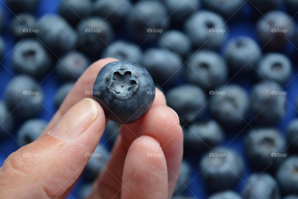 blueberry in the hand cooking